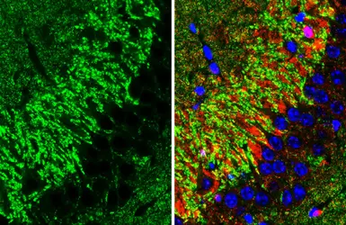Anti-Synaptophysin antibody [GT2589] used in IHC (Paraffin sections) (IHC-P). GTX633972