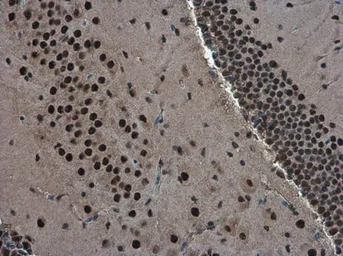 Anti-TDP43 antibody [GT6310] used in IHC (Paraffin sections) (IHC-P). GTX633973
