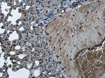 Anti-TDP43 antibody [GT6310] used in IHC (Paraffin sections) (IHC-P). GTX633973