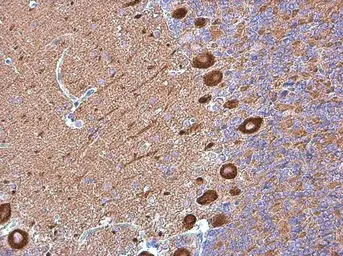 Anti-MYH10 antibody [GT324] used in IHC (Paraffin sections) (IHC-P). GTX634139
