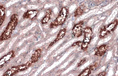 Anti-MYH10 antibody [GT324] used in IHC (Paraffin sections) (IHC-P). GTX634139