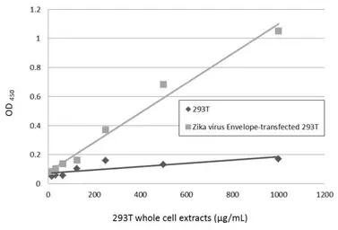 Anti-Zika virus Envelope protein antibody [GT363] used in ELISA (ELISA). GTX634155