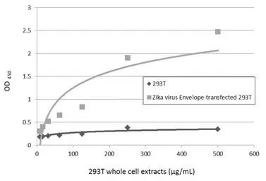 Anti-Zika virus Envelope protein antibody [GT363] used in ELISA (ELISA). GTX634155