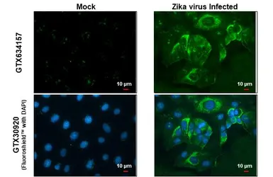 Anti-Zika virus Envelope protein antibody [GT871] used in Immunocytochemistry/ Immunofluorescence (ICC/IF). GTX634157