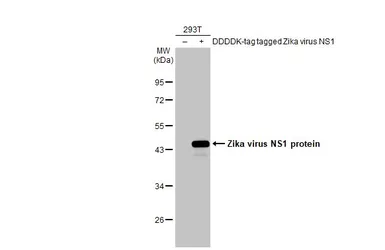 Anti-Zika virus NS1 protein antibody [GT5212] (GTX634158