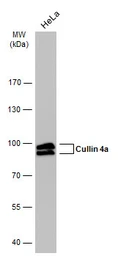 Anti-Cullin 4a antibody [GT885] used in Western Blot (WB). GTX634164