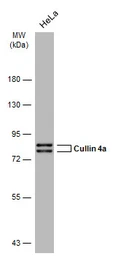 Anti-Cullin 4a antibody [GT2435] used in Western Blot (WB). GTX634165