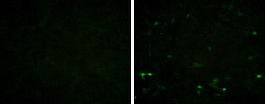 Anti-Porcine circovirus type 2 / PCV2 Capsid antibody [GT1641] used in Immunocytochemistry/ Immunofluorescence (ICC/IF). GTX634172