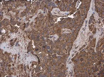 Anti-Cytochrome C antibody [GT1711] used in IHC (Paraffin sections) (IHC-P). GTX634187