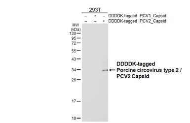 Anti-Porcine circovirus type 2 / PCV2 Capsid antibody [GT863] used in Western Blot (WB). GTX634210