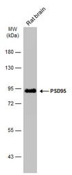 Anti-PSD95 antibody [GT1436] used in Western Blot (WB). GTX634290