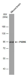 Anti-PSD95 antibody [GT1436] used in Western Blot (WB). GTX634290