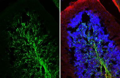 Anti-Myelin basic protein antibody [GT3412] used in IHC (Frozen sections) (IHC-Fr). GTX634292