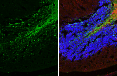 Anti-Myelin basic protein antibody [GT3412] used in IHC (Frozen sections) (IHC-Fr). GTX634292