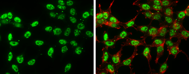 Anti-c-Jun (phospho Ser63) antibody [GT653] used in Immunocytochemistry/ Immunofluorescence (ICC/IF). GTX634322