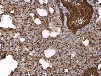 Anti-c-Jun (phospho Ser63) antibody [GT653] used in IHC (Paraffin sections) (IHC-P). GTX634322