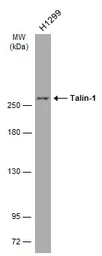 Anti-Talin-1 antibody [GT24212] used in Western Blot (WB). GTX634334