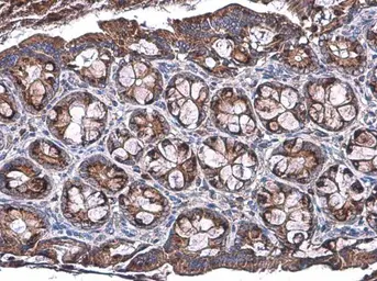 Anti-Talin-1 antibody [GT24212] used in IHC (Paraffin sections) (IHC-P). GTX634334