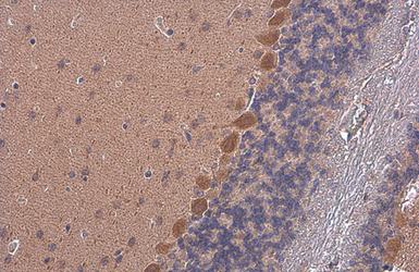 Anti-Rheb antibody [GT39810] used in IHC (Paraffin sections) (IHC-P). GTX634335