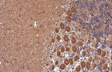 Anti-Rheb antibody [GT39810] used in IHC (Paraffin sections) (IHC-P). GTX634335