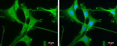 Anti-Rheb antibody [GT39810] used in Immunocytochemistry/ Immunofluorescence (ICC/IF). GTX634335