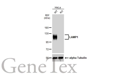Anti-LAMP1 antibody [GT25212] used in Western Blot (WB). GTX634336