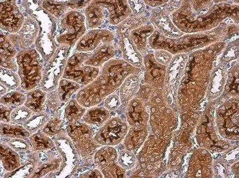 Anti-ARG2 antibody [GT11111] used in IHC (Paraffin sections) (IHC-P). GTX634415