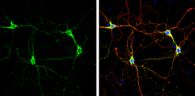 Anti-nNOS antibody [GT5978] used in Immunocytochemistry/ Immunofluorescence (ICC/IF). GTX634455