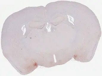 Anti-nNOS antibody [GT5978] used in IHC (Paraffin sections) (IHC-P). GTX634455