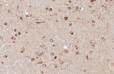 Anti-nNOS antibody [GT5978] used in IHC (Paraffin sections) (IHC-P). GTX634455