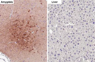 Anti-nNOS antibody [GT5978] used in IHC (Paraffin sections) (IHC-P). GTX634455