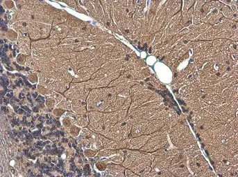 Anti-MAP2 antibody [GT378] used in IHC (Paraffin sections) (IHC-P). GTX634471