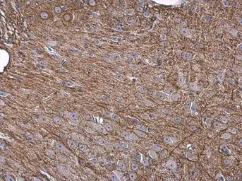 Anti-NF-M antibody [GT883] used in IHC (Paraffin sections) (IHC-P). GTX634483