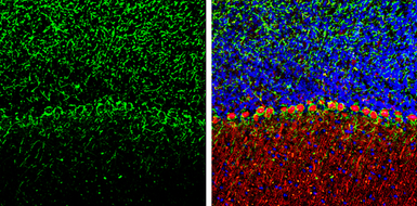Anti-NF-M antibody [GT883] used in IHC (Frozen sections) (IHC-Fr). GTX634483