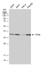 Anti-CrkL antibody [GT466] used in Western Blot (WB). GTX634534