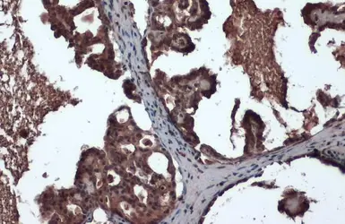 Anti-CrkL antibody [GT466] used in IHC (Paraffin sections) (IHC-P). GTX634534