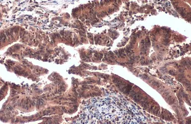 Anti-CrkL antibody [GT466] used in IHC (Paraffin sections) (IHC-P). GTX634534