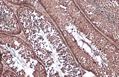 Anti-Vinculin antibody [GT3210] used in IHC (Paraffin sections) (IHC-P). GTX634535