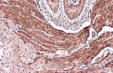 Anti-Vinculin antibody [GT3210] used in IHC (Paraffin sections) (IHC-P). GTX634535