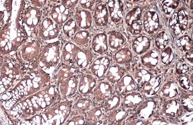Anti-Vinculin antibody [GT3210] used in IHC (Paraffin sections) (IHC-P). GTX634535