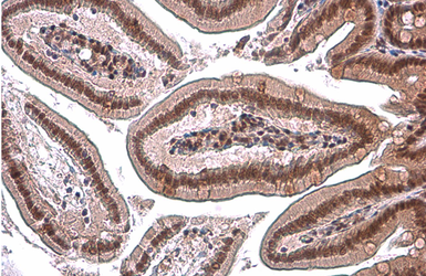 Anti-Glucocorticoid Receptor antibody [GT1073] used in IHC (Paraffin sections) (IHC-P). GTX634705