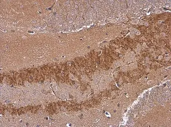 Anti-SH3GL1 antibody [GT3065] used in IHC (Paraffin sections) (IHC-P). GTX634708