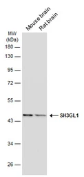 Anti-SH3GL1 antibody [GT3065] used in Western Blot (WB). GTX634708