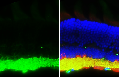 Anti-NCAM antibody [GT135] used in IHC (Frozen sections) (IHC-Fr). GTX634792