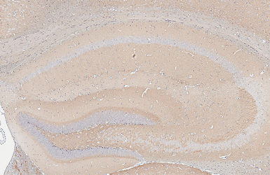 Anti-NCAM antibody [GT135] used in IHC (Paraffin sections) (IHC-P). GTX634792