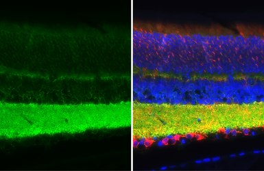 Anti-NCAM antibody [GT135] used in IHC (Paraffin sections) (IHC-P). GTX634792