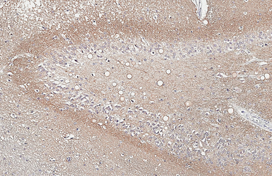 Anti-NCAM antibody [GT135] used in IHC (Paraffin sections) (IHC-P). GTX634792