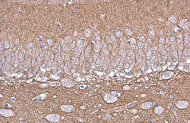 Anti-NCAM antibody [GT249] used in IHC (Paraffin sections) (IHC-P). GTX634807