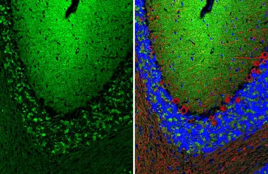 Anti-NCAM antibody [GT249] used in IHC (Paraffin sections) (IHC-P). GTX634807