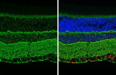 Anti-NCAM antibody [GT249] used in IHC (Paraffin sections) (IHC-P). GTX634807